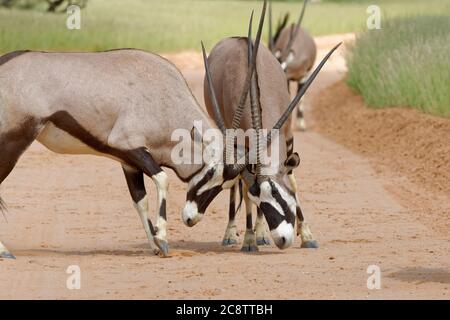 Gemsboks (Oryx gazella), zwei Erwachsene Männchen, die um die Dominanz kämpfen, auf einer Feldstraße, Kgalagadi Transfrontier Park, Nordkap, Südafrika, Afrika Stockfoto