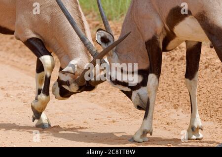 Gemsboks (Oryx gazella), zwei Erwachsene Männchen, die um die Dominanz kämpfen, auf einer Feldstraße, Kgalagadi Transfrontier Park, Nordkap, Südafrika, Afrika Stockfoto