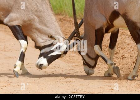 Gemsboks (Oryx gazella), zwei Erwachsene Männchen, die um die Dominanz kämpfen, auf einer Feldstraße, Kgalagadi Transfrontier Park, Nordkap, Südafrika, Afrika Stockfoto