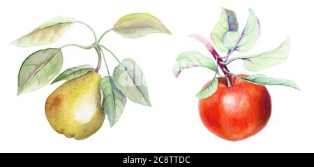 Vintage Set mit Birne und Apfel Zweige Aquarell Illustration Stockfoto