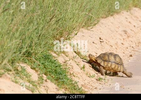 Leopardschildkröte (Stigmochelys pardalis), Erwachsene, über den Feldweg, Kgalagadi Transfrontier Park, Nordkap, Südafrika, Afrika Stockfoto