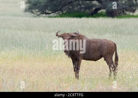 Blauer Gnus (Connochaetes taurinus), ausgewachsenes Männchen bedeckt mit getrocknetem Schlamm, Kgalagadi Transfrontier Park, Nordkap, Südafrika, Afrika Stockfoto