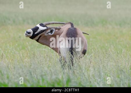 Gemsbok (Oryx gazella), erwachsen, im hohen Gras stehend, rückblickend, Kgalagadi Transfrontier Park, Nordkap, Südafrika, Afrika Stockfoto