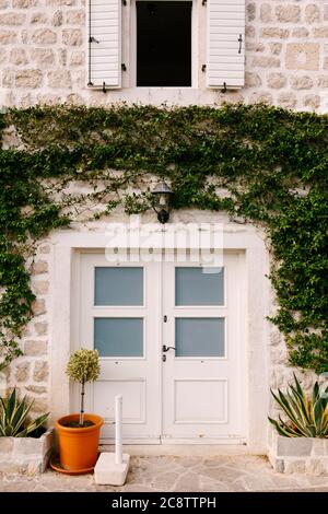 Eine weiße Tür mit Gläsern unter grünen Trauben lockig an der Wand und ein offenes Fenster. Stockfoto