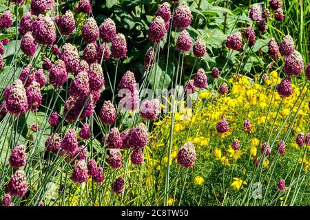 Violette gelbe Blumen Juli Gartengrenze, Allium Coreopsis, gelbe und violette Sommerblüten im Garten Stockfoto