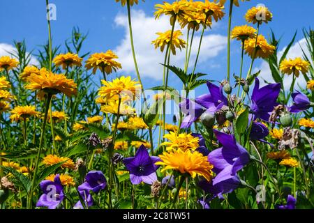 Blau-gelbe juli-Gartengrenze Platycodon Heliopsis Stockfoto