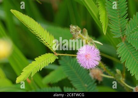 Schönheit der Mimosa pudica Blume in Blüte Stockfoto