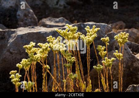 Blühende Sedum sediforme, mediterrane Steinkrope, blasse Steinkrope, Malta, Mittelmeer Stockfoto