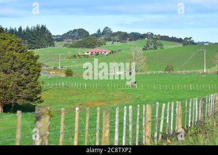 Eingezäunte Weiden für die Milchwirtschaft auf dem Land zwischen Puhoi und Waiwera in Neuseeland. Stockfoto