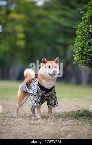 Shiba Inu im japanischen Kimono Stockfoto