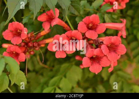 Schöne rote Blüten der Trompetenrebe oder Trompetenschrecke Campsis radicans. Campsis Flamenco leuchtend orange Blumen, die sich über den Zaun in greene winden Stockfoto