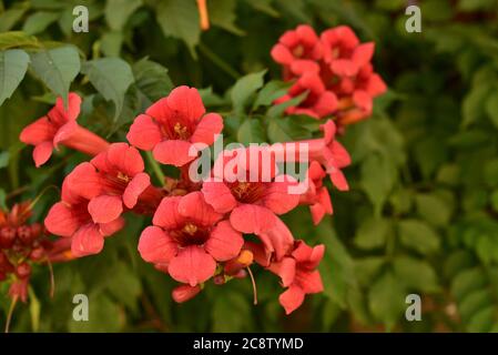 Schöne rote Blüten der Trompetenrebe oder Trompetenschrecke Campsis radicans. Campsis Flamenco leuchtend orange Blumen, die sich über den Zaun in greene winden Stockfoto