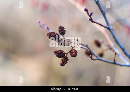 Die Kegel - die Erlenzapfen auf dem Baum, die Nahsicht, im Frühling Stockfoto