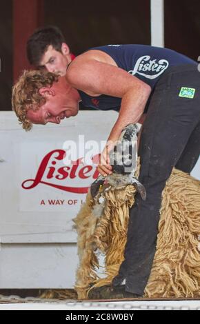 Ein Mann scheren ein Schaf in einem Wettbewerb während einer landwirtschaftlichen Show: Roya Bath und West Show, in der Nähe von Shepton Mallet, Somerset, Großbritannien. Stockfoto