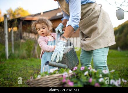 Ältere Großmutter mit kleiner Enkelin Gartenarbeit im Sommer. Stockfoto