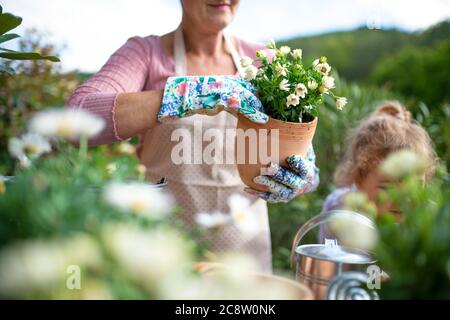Ältere Großmutter mit kleiner Enkelin Gartenarbeit auf Balkon im Sommer. Stockfoto