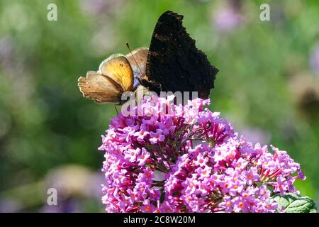 Schmetterlinge auf buddleja, der kleinen Heide Pfauenschmetterling Stockfoto