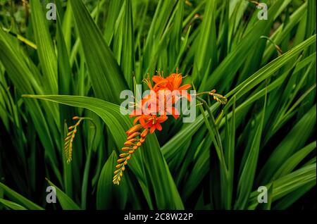 Einzelne leuchtend orange rote Crocosmia scharf gerendert vor einem Hintergrund einer Masse seiner eigenen kontrastierenden grünen spinnigen Laub. Detailreich und farbenfroh. Stockfoto