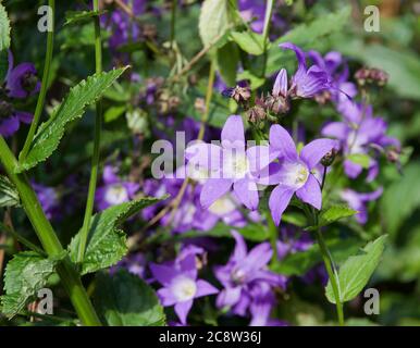 Campanula lactiflora 'Prichard'S Sorte " Stockfoto