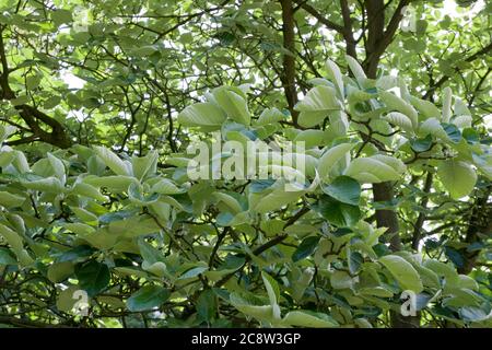 Sorbus thibetica 'John Mitchell', Laub Stockfoto