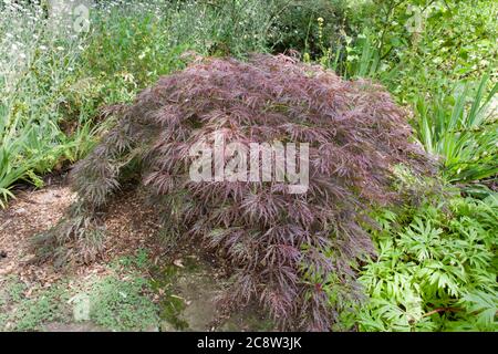 Acer palmatum 'Granat' Stockfoto