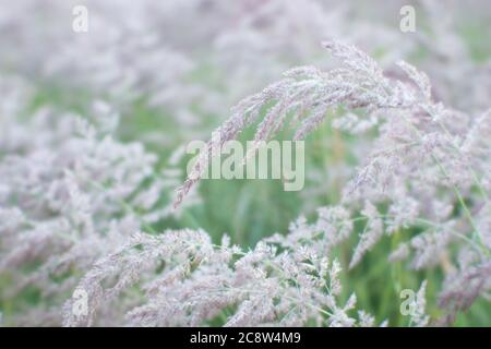 Unschärfen. Flauschige beigefarbene Quasten der Ohren von Wildgras in den glühenden Tropfen von Tau und leichtem Dunst. Hintergrund Stockfoto