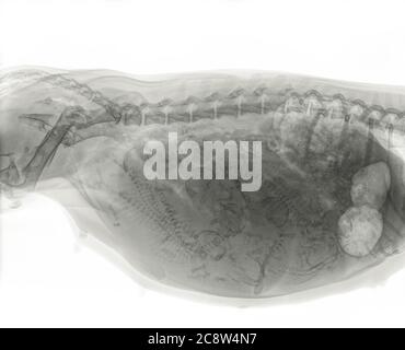 Röntgenaufnahme eines schwangeren Dackel Hundes mit 8 Welpen in der Gebärmutter. Links ist das Becken der Hündin, rechts sieht man den Bauch. Isoliert auf Weiß Stockfoto