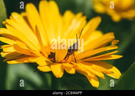 Die Heuschrecke sitzt in leuchtend orangefarbenen Ringelblumen. Makroaufnahme mit extremer Nahaufnahme mit selektivem Fokus und flachem Freiheitsgrad Stockfoto