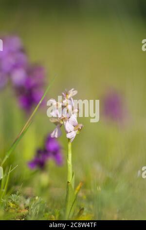 Natürliche Hybridisierung zwischen der Lady-Orchidee (Orchis purpurea) und der Military-Orchidee (Orchis militaris). Stockfoto