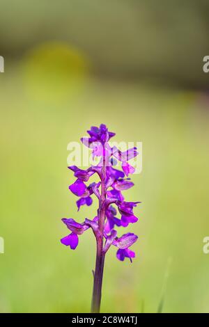 Natürliche Hybridisierung zwischen der Lady-Orchidee (Orchis purpurea) und der Military-Orchidee (Orchis militaris). Stockfoto