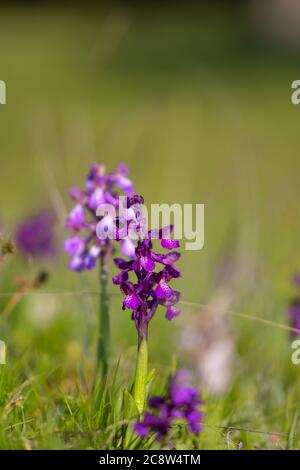 Natürliche Hybridisierung zwischen der Lady-Orchidee (Orchis purpurea) und der Military-Orchidee (Orchis militaris). Stockfoto