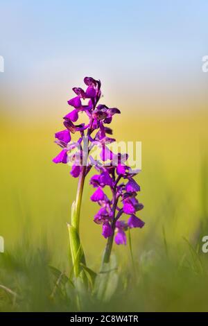 Natürliche Hybridisierung zwischen der Lady-Orchidee (Orchis purpurea) und der Military-Orchidee (Orchis militaris). Stockfoto