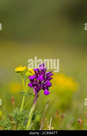 Natürliche Hybridisierung zwischen der Lady-Orchidee (Orchis purpurea) und der Military-Orchidee (Orchis militaris). Stockfoto