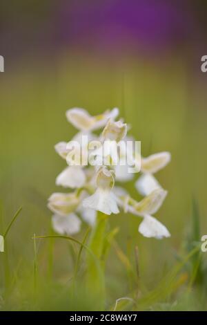 Natürliche Hybridisierung zwischen der Lady-Orchidee (Orchis purpurea) und der Military-Orchidee (Orchis militaris). Stockfoto