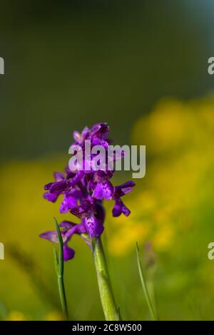 Natürliche Hybridisierung zwischen der Lady-Orchidee (Orchis purpurea) und der Military-Orchidee (Orchis militaris). Stockfoto