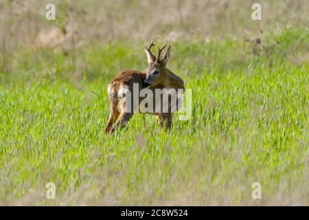 Rehbock mit Stücken Winterfell im Frühlingsgras und Blumen, Capreolus capreolus Stockfoto