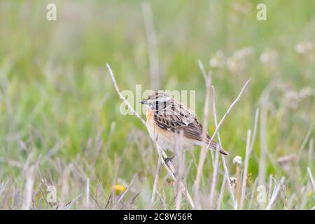 Braunkehlchen im natürlichen Lebensraum (Saxicola Rubetra) Stockfoto