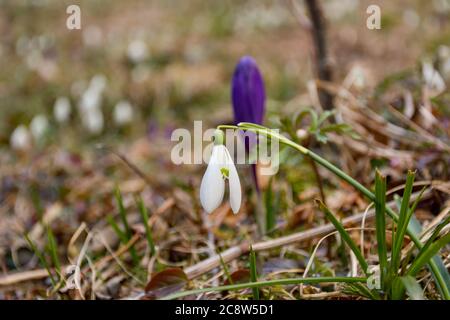 Schneeglöckchen oder gemeinsamen Schneeglöckchen (Galanthus nivalis) Blumen Stockfoto