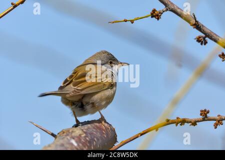 Whitethroat (Sylvia communis) in der wilden Natur Stockfoto