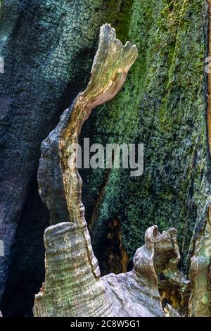 Der Sababurger Urwald, oder auch Urwald im Reinhardswald, ist ein ca. 95 ha großes Biotop unter Natur- und Landschaftsschutz, w Stockfoto