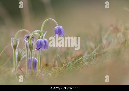 Bild von europäischem pasqueflower, lateinisch Pulsatilla pratensis subsp. bohemika in Blüte. Sehr selten und geschützt Zweig Blume in der tschechischen republik, wachsen Stockfoto