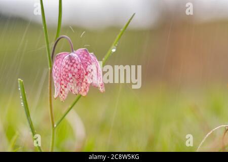 Gefährdete wilde Schachblume auf einer Wiese. Schöne karierte Schlangen Kopf Lilie an einem Frühlingsabend. Makro mit geringer Schärfentiefe Stockfoto