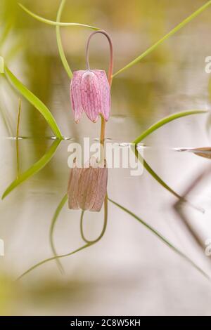 Gefährdete wilde Schachblume auf einer Wiese. Schöne karierte Schlangen Kopf Lilie an einem Frühlingsabend. Makro mit geringer Schärfentiefe Stockfoto