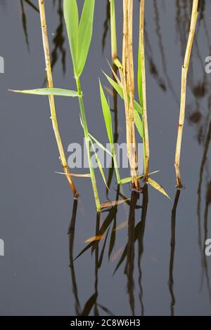 Schilf am See beginnt Triebe von neuem Wachstum zu Beginn des Frühlings, Westhay Moor Nature Reserve, in der Nähe von Glastonbury, Somerset, Großbritannien. Stockfoto