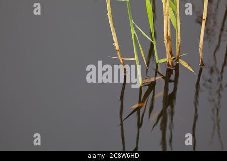 Schilf am See beginnt Triebe von neuem Wachstum zu Beginn des Frühlings, Westhay Moor Nature Reserve, in der Nähe von Glastonbury, Somerset, Großbritannien. Stockfoto