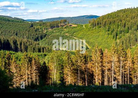 Fichtenwälder, Landschaft im Sauerland, Rothaargebirge, Nordwesten, oberhalb der Stadt Bad Berleburg, NRW, Deutschland Stockfoto