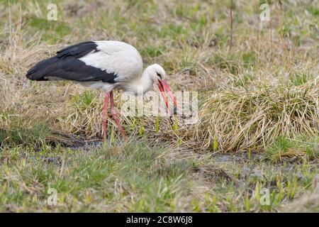 Weißstorch, Ciconia ciconia. Am frühen Morgen geht ein Vogel durch einen Sumpf auf der Suche nach Nahrung. Stockfoto