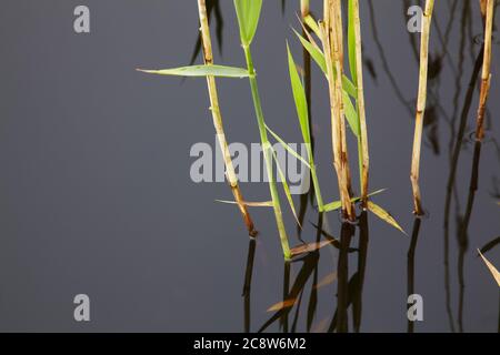 Schilf am See beginnt Triebe von neuem Wachstum zu Beginn des Frühlings, Westhay Moor Nature Reserve, in der Nähe von Glastonbury, Somerset, Großbritannien. Stockfoto