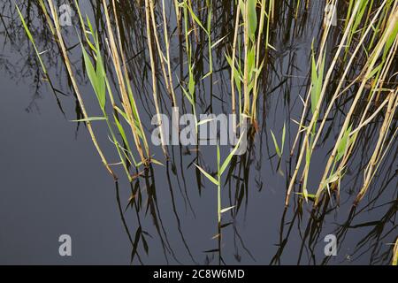 Schilf am See beginnt Triebe von neuem Wachstum zu Beginn des Frühlings, Westhay Moor Nature Reserve, in der Nähe von Glastonbury, Somerset, Großbritannien. Stockfoto