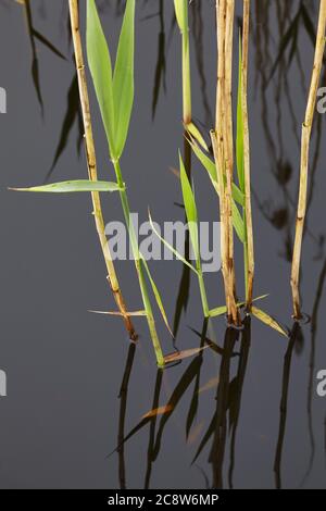 Schilf am See beginnt Triebe von neuem Wachstum zu Beginn des Frühlings, Westhay Moor Nature Reserve, in der Nähe von Glastonbury, Somerset, Großbritannien. Stockfoto